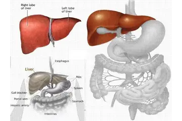 Karaciğerde Sarılık Belirtileri ve Tedavisi